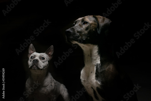 Fototapeta Naklejka Na Ścianę i Meble -  Perros negro y blanco en un fondo oscuro mirando algo fijamente