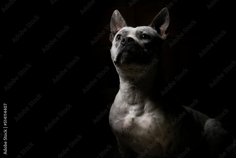 Retrato de perro potencialmente peligroso y de tamaño pequeño, en un fondo oscuro/negro