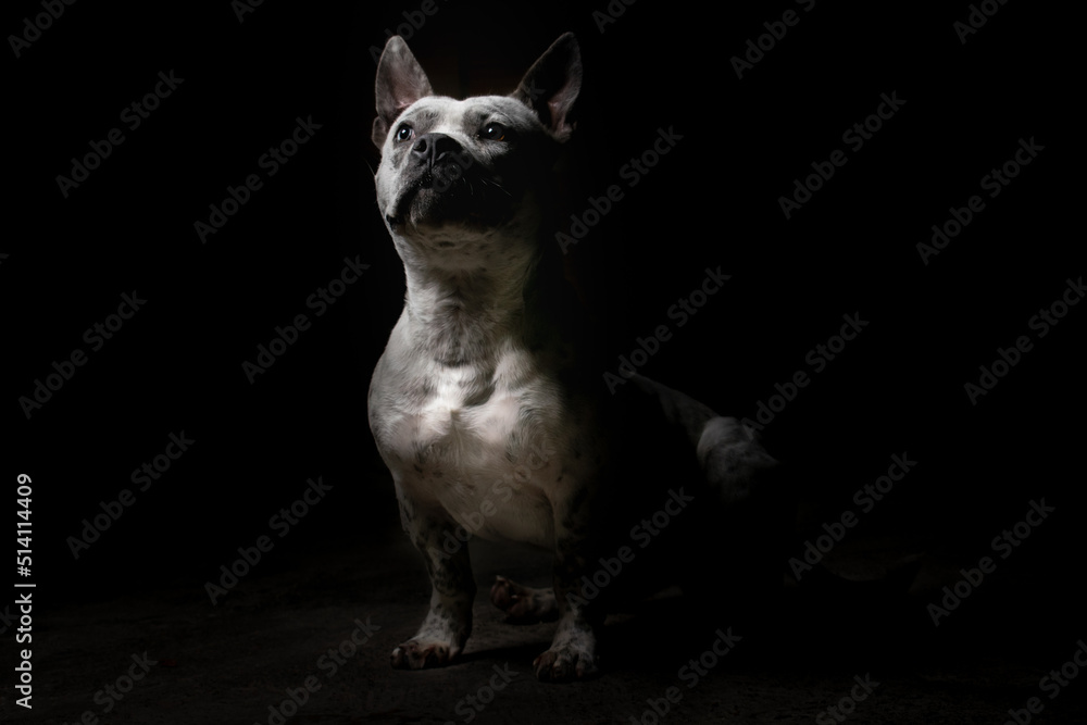 Perro blanco en fondo oscuro con pose recta y dominante - perro potencialmente peligroso