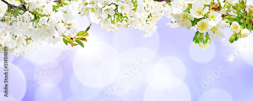 Beautiful nature view of spring flowering trees on blurred background.