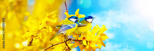 Great tit sitting on a tree branch in spring weather