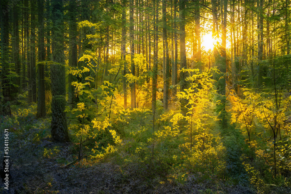 Obraz premium Magical sunset in the forest.