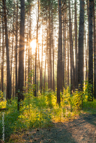 sunset in the forest