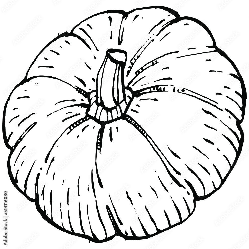 Obraz premium Pumpkin vector sketch hand drawn. Isolated object with engraved style illustration. Detailed vegetarian food. Farm market product. The best for design logo, menu, label, icon, stamp.
