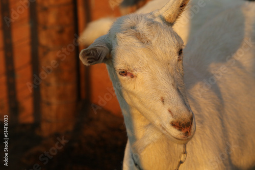 Saanen goat, used for milk production, on a remote farm near Brandvlei, Bushmanland, South Africa photo