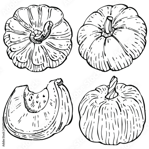 Pumpkin vector sketch hand drawn. Isolated object with engraved style illustration. Detailed vegetarian food. Farm market product. The best for design logo  menu  label  icon  stamp.