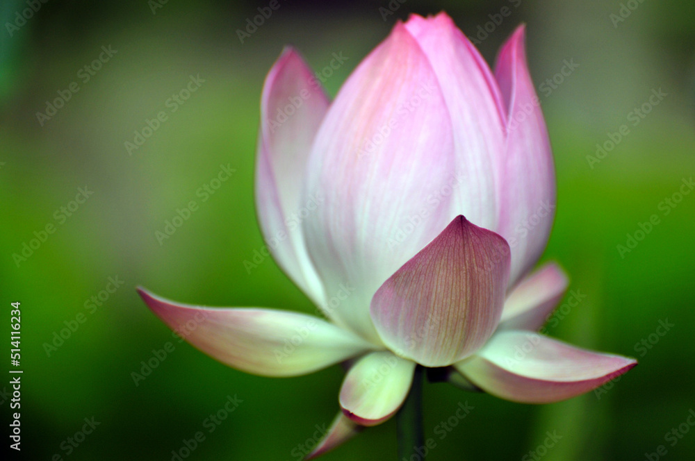 Blossoming lotus flowers