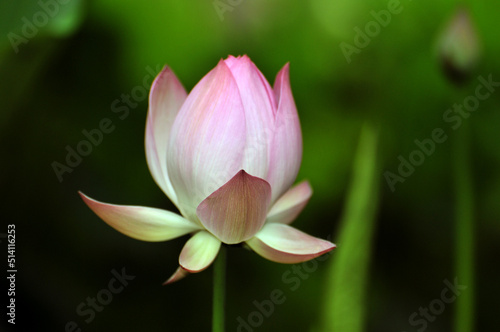 Blossoming lotus flowers