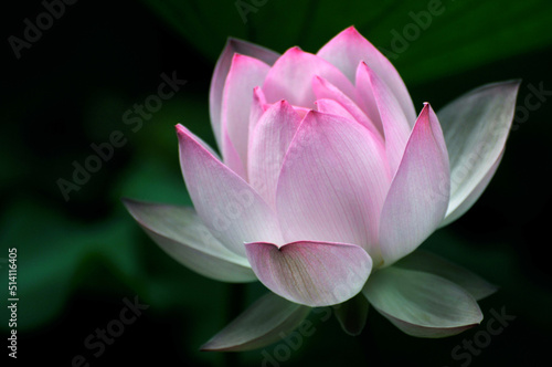 Blossoming lotus flowers