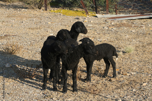 Karakul sheep on a farm near Brandvlei, South Africa photo