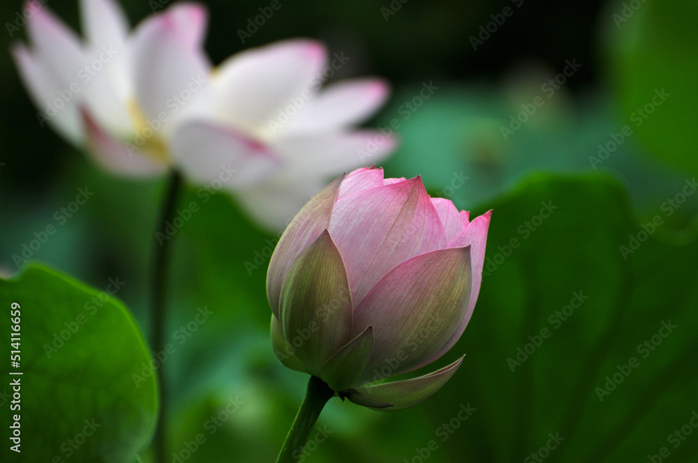 Blossoming lotus flowers