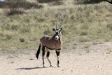 Kgalagadi Transfrontier National Park, South Africa:  Oryx gazella The Gemsbok