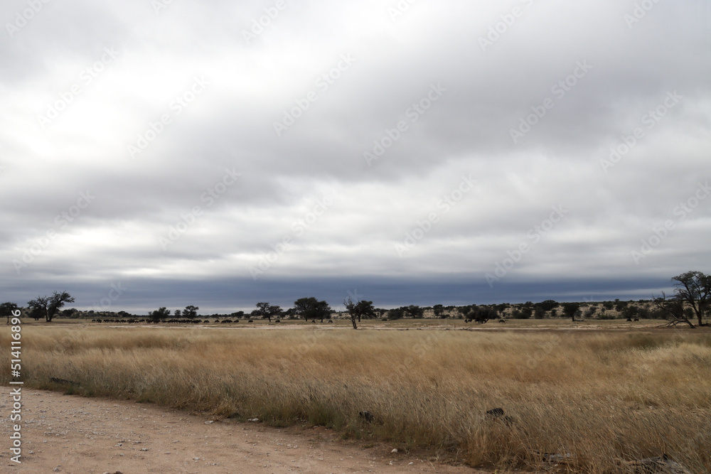 Obraz premium Kgalagadi Transfrontier National Park, South Africa: landscape showing the typical veld after a summer of good rainfall