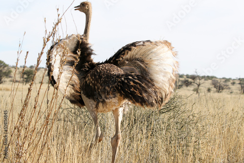 Konstfotografi Kgalagadi Transfrontier National Park, South Africa: sub-adult ostrich