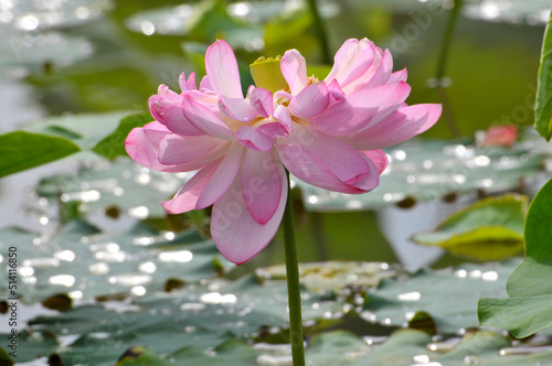 Blossoming lotus flowers