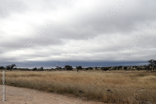 Kgalagadi Transfrontier National Park, South Africa: landscape showing the typical veld after a summer of good rainfall photo