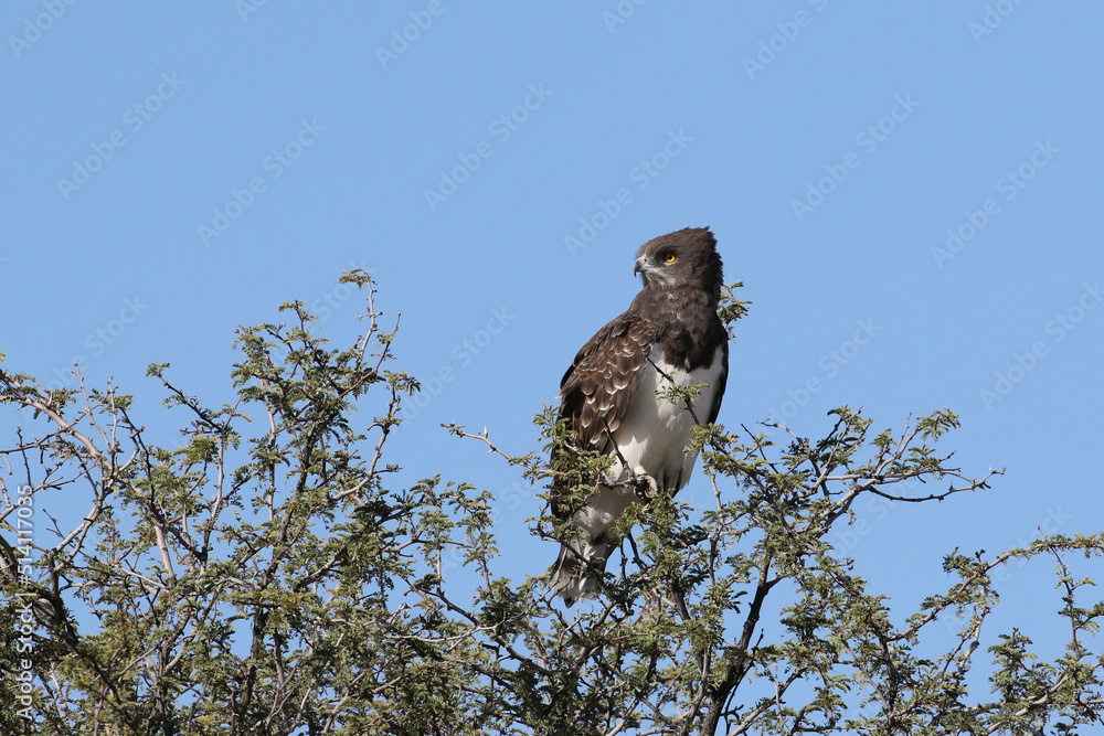 Kgalagadi Transfrontier National Park, South Africa: Black-chested snake eagle