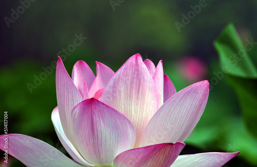 Blossoming lotus flowers