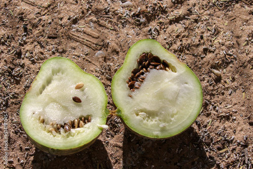 Kgalagadi Transfrontier National Park, South Africa: tsamma melon, a life saving fruit for many humans and animals in the arid Kalahari photo