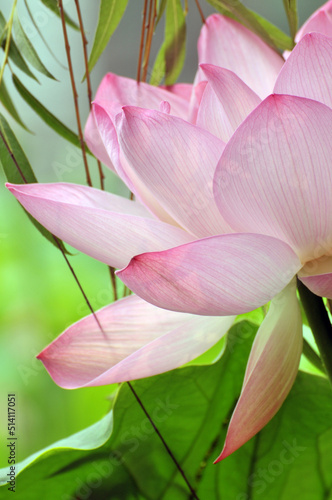 Blossoming lotus flowers