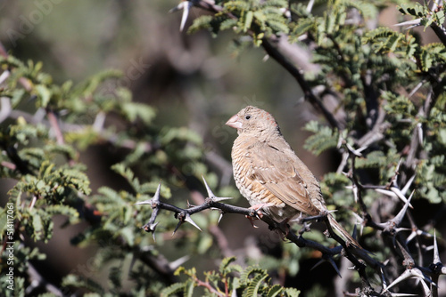 Kgalagadi Transfrontier National Park, South Africa: red headed finch female