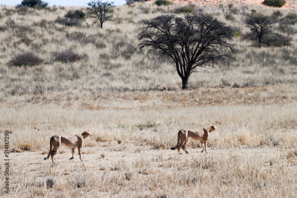 Obraz premium Kgalagadi Transfrontier National Park, South Africa: Acinonyx jubatus The cheetah