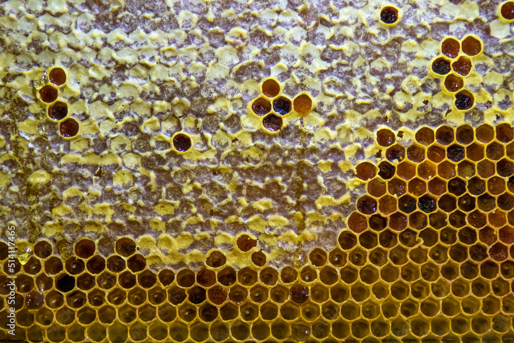 Panal de abeja Panal de abeja