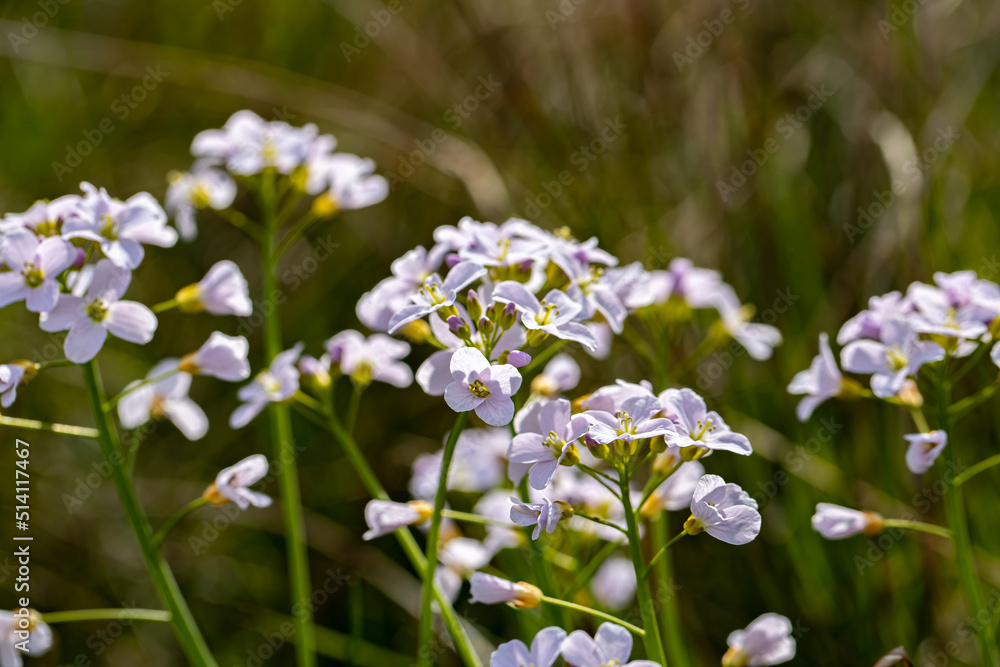 Cardamine pratensis in meadow Cardamine pratensis in meadow
