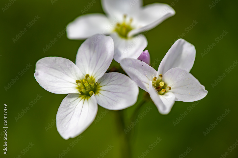Cardamine pratensis in meadow, close up Cardamine pratensis in meadow, close up