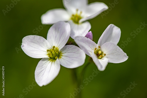 Cardamine pratensis in meadow, close up