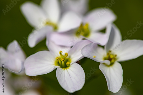 Cardamine pratensis in meadow, close up shoot 