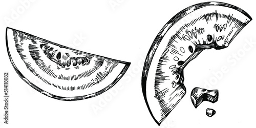 Watermelon sketch vector drawing. Isolated hand drawn berry on white background. Summer berry engraved style illustration. Decoration for food packaging.
