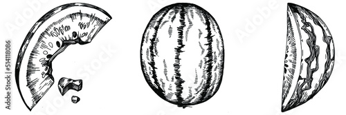 Watermelon sketch vector drawing. Isolated hand drawn berry on white background. Summer berry engraved style illustration. Decoration for food packaging.