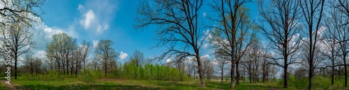 Spring forest and field on a background of blue sky