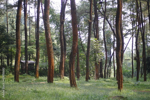 many trees in the woods