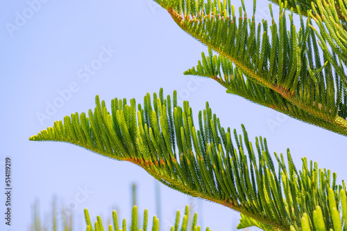 Norfolk Island pine or Araucaria heterophylla unusual tree branch in city park photo