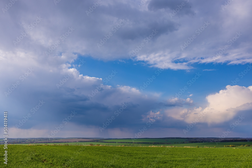 Fototapeta premium Landscape view of green fields with wheat in Ukraine 