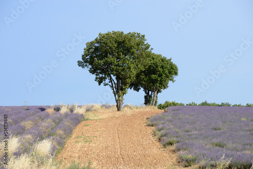 arbres verts au milieu des lavandes - Provence 