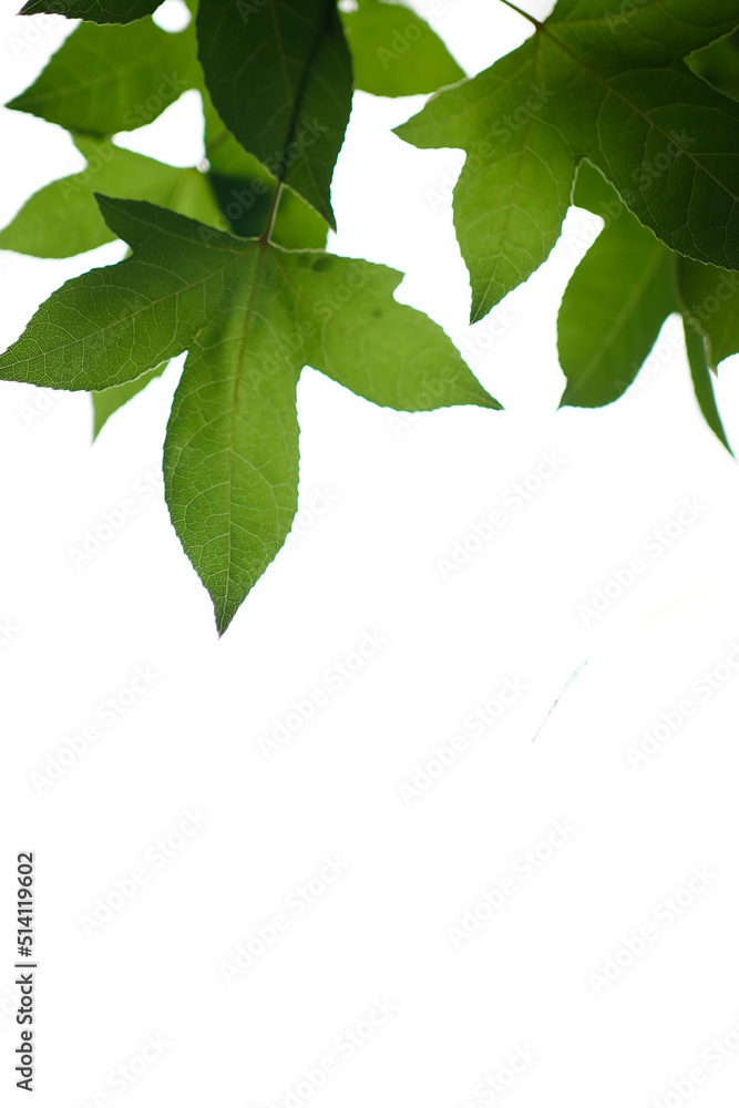 maple leaf white background scene natural white background with green leaves on maple branches Mostly white empty space maple leaf white background scene natural white background with green leaves on maple branches Mostly white empty space
