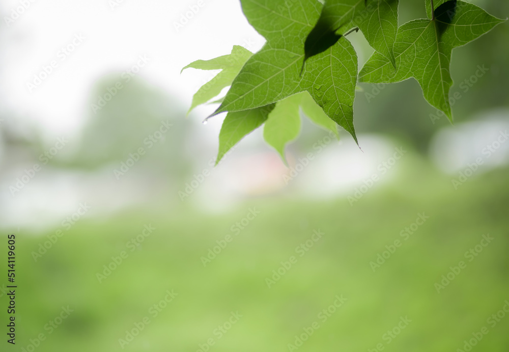 maple leaf white background scene white background spring nature blur background with green leaves on branches nature with green leaves on maple branches Mostly white areas, blurred background. maple leaf white background scene white background spring nature blur background with green leaves on branches nature with green leaves on maple branches Mostly white areas, blurred background.