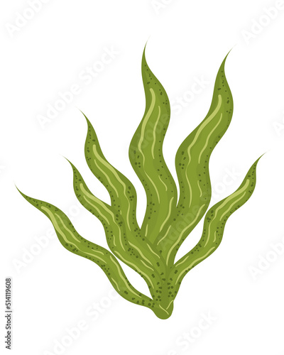 seaweed sea icon