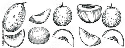 Melon realistic vector sketch. Decorative retro style collection hand drawn farm product for restaurant menu, market label, logo, emblem and  kitchen design. Decoration for food packaging.