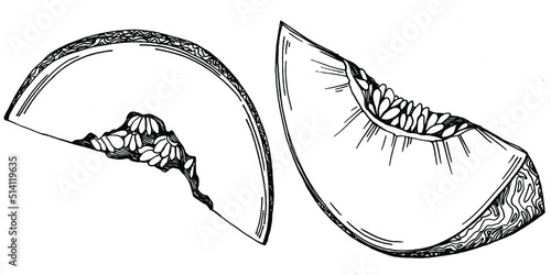 Melon realistic vector sketch. Decorative retro style collection hand drawn farm product for restaurant menu, market label, logo, emblem and  kitchen design. Decoration for food packaging.