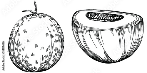 Melon realistic vector sketch. Decorative retro style collection hand drawn farm product for restaurant menu, market label, logo, emblem and  kitchen design. Decoration for food packaging.