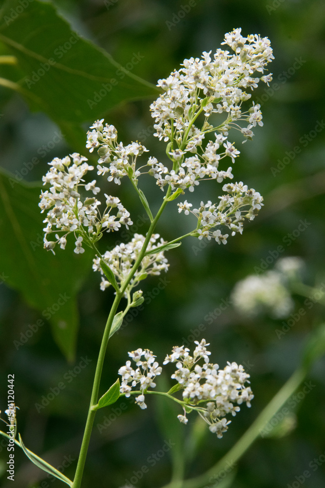 Breitblättrige Kresse (Lepidium latifolium), bühend Breitblättrige Kresse (Lepidium latifolium), bühend