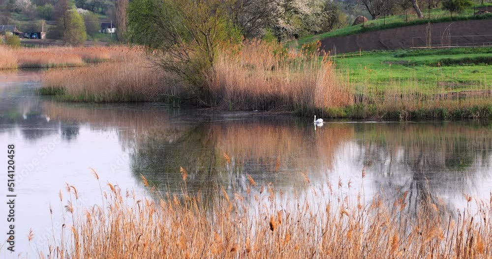 A swan swims in a pond surrounded by reeds