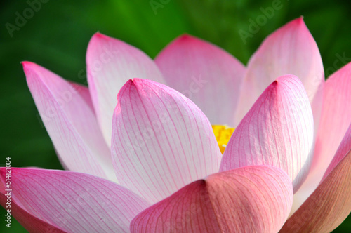 Blossoming lotus flowers in sunrise