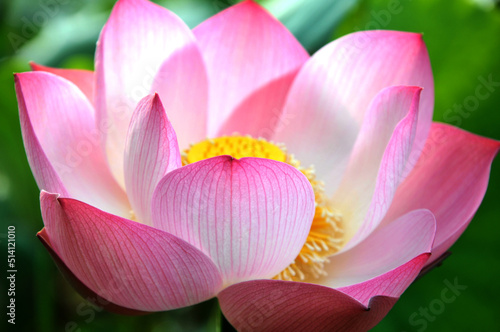 Blossoming lotus flowers in sunrise