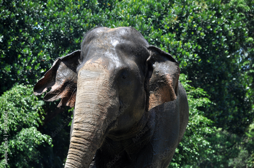 Fototapeta premium Sumatra elephant in wildlife green background outdoor