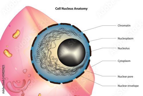 Cell Nucleus Anatomy photo